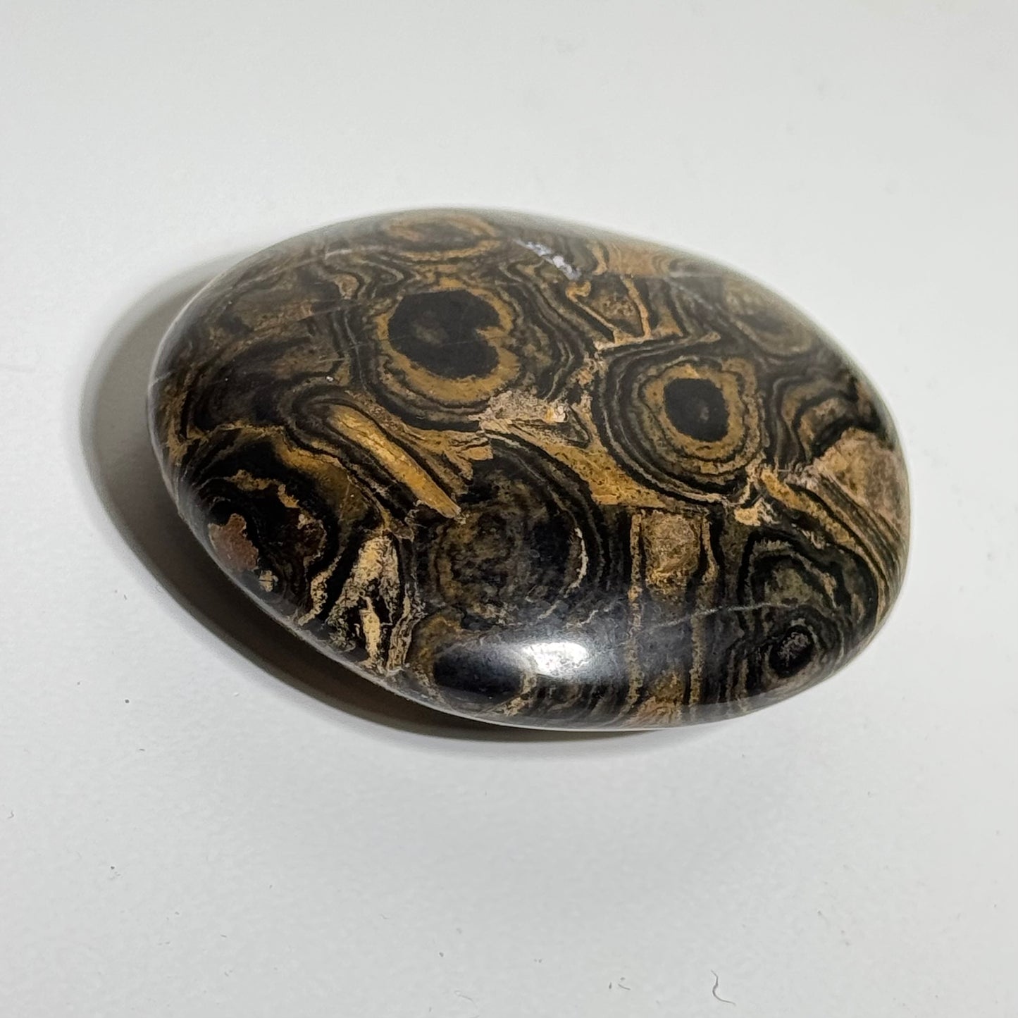Stromatolite Palm Stone