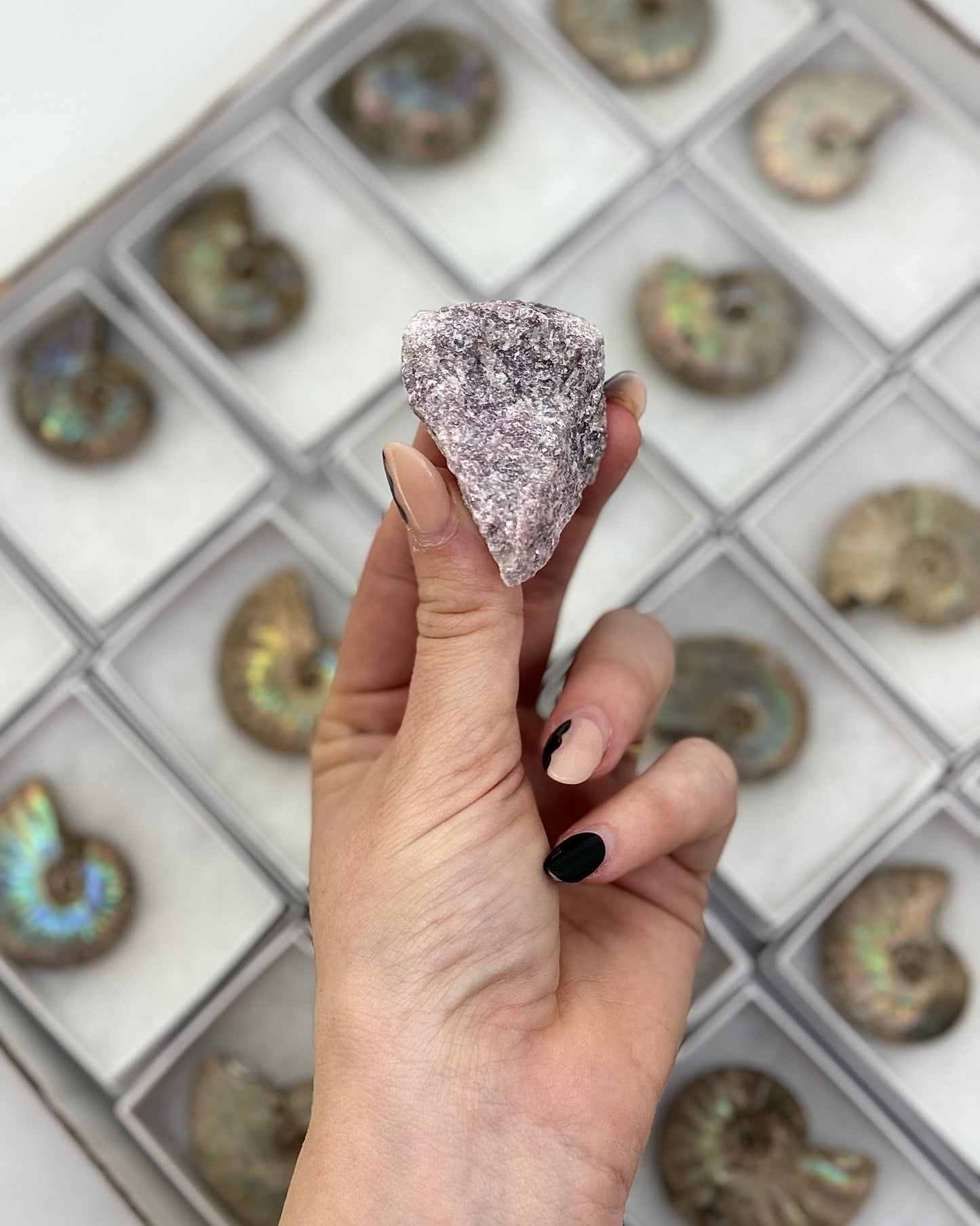 Irridescent Ammonite + Lepidolite Mineral Flat