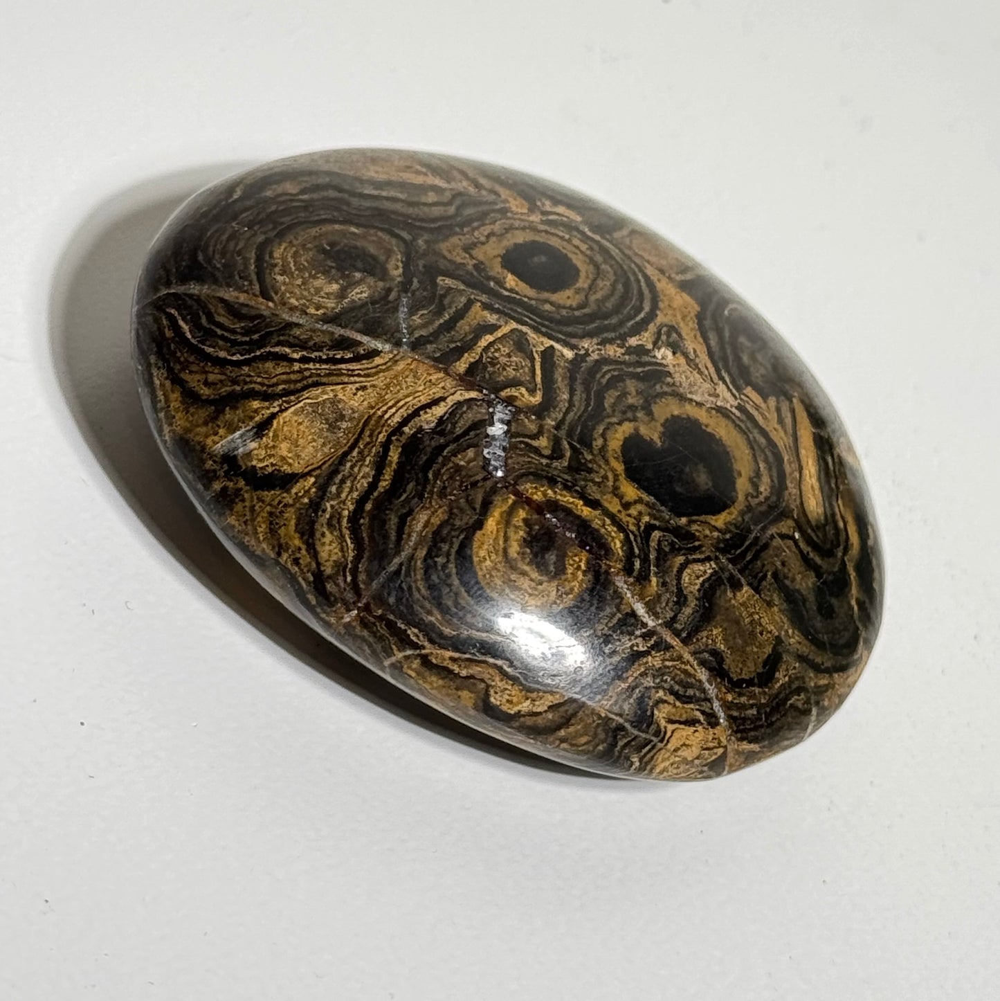 Stromatolite Palm Stone