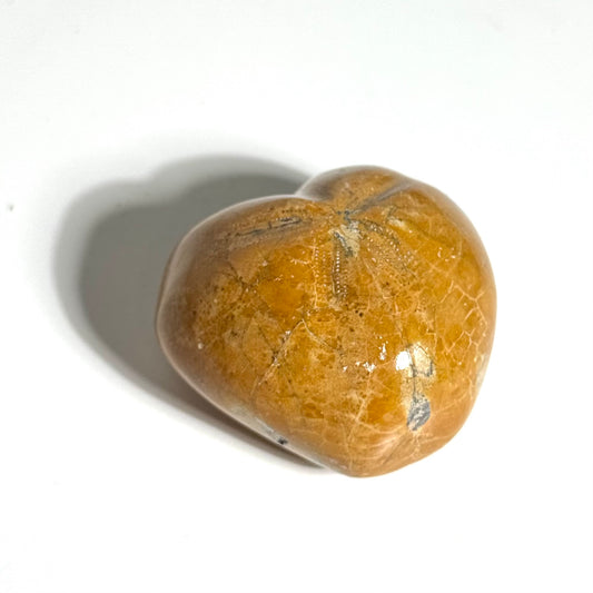 Fossilized Sea Urchin