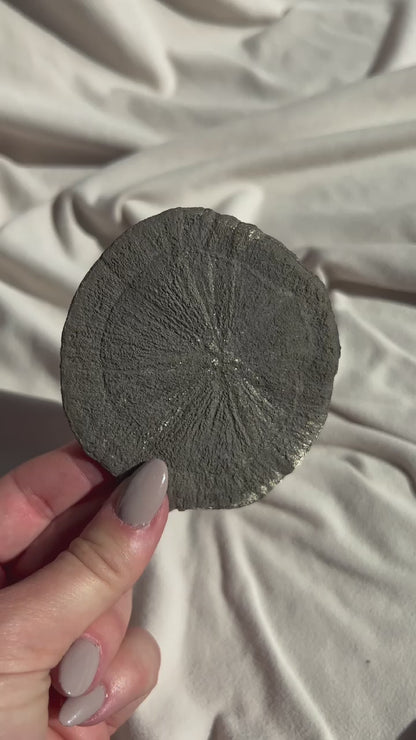 Pyrite Suns 52
